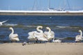 Group of swans on the sandy beach, close to the Sopot pier, Sopot, Poland