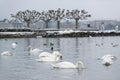 Swans by a snowy wintertime Royalty Free Stock Photo