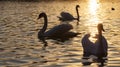 group of swans in spring Royalty Free Stock Photo