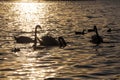 spring time on with a flock of swans