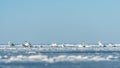 Group of swans swimming in an icehole in the frozen baltic sea