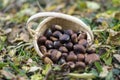 Group of sweet chestnuts spilled in the grass and autumn leaves, small wicker basket Royalty Free Stock Photo