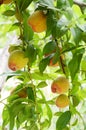 Sweet Juicy Peaches on a Peach Tree Royalty Free Stock Photo