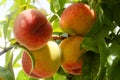 A Group of 4 Sweet Juicy Peaches on a Peach Tree Royalty Free Stock Photo