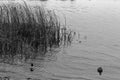 Group of swiming ducks in the river. Cold later autumn or early winter, monochrome image