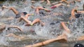 A group of swimmers Royalty Free Stock Photo