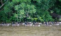 A Group of Swimming Geese Royalty Free Stock Photo