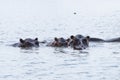 Group of swimming hippos Royalty Free Stock Photo