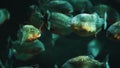 Group of swimming piranhas.