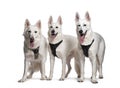 Group of Swiss Shepherd Dogs panting wearing an harness, Isolated on white