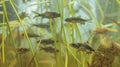 A group of tadpoles and a hatchling thriving in a clear pond, with a polliwog navigating through water reeds Royalty Free Stock Photo