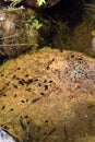 A group of tadpoles swimming in a shallow, rocky pond in Illinois Royalty Free Stock Photo