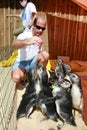 Group takes care of lost penguins in safe harbor Royalty Free Stock Photo