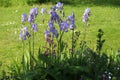 Like Pretty Maids All In A Row - Blue Iris Flowers Royalty Free Stock Photo