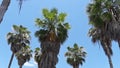 group of tall fan palm trees on a sunny day