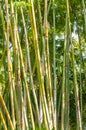 Group of tall, mature, bamboo plant trunks