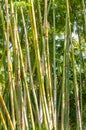 Group of tall, mature, bamboo plant trunk segments