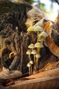 Group of tall mushrooms and leaves on a sunlit trunk