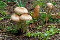 Group of tall mushrooms