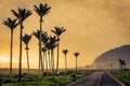 Group of tall Nikau Palm trees on a misty sunset evening