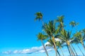 Tall palm trees on the Island of Maui in Hawaii Royalty Free Stock Photo
