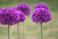 Alliums Royalty Free Stock Photo