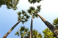 Group of tall sugar palm tree