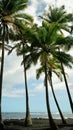 Group of tall tropical palm trees against sea and blue cloudy sky Royalty Free Stock Photo