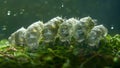 A group of tardigrades can be seen in a microscopic image huddled together on a piece of moss. They are surrounded by