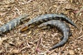 Group of Tasmanian blue-tongued lizard