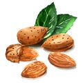 Group of tasty almond nut with green leaves, whole nuts in skins and peeled, isolated, hand drawn watercolor