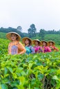 a group of tea garden farmers are marching amidst the green tea leaves