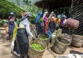 Tea pickers working on a plantation at Maskeliya in Sri Lanka.