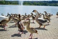 Group, team or paddling of ducks and gooses on the floor of a park with a pool and fountain at the background