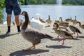 Group, team or paddling of ducks and gooses on the floor of a park with a pool and fountain at the background Royalty Free Stock Photo