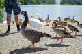 Group, team or paddling of ducks and gooses on the floor of a park with a pool and fountain at the background