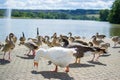 Group, team or paddling of ducks and gooses on the floor of a park with a pool and fountain at the background Royalty Free Stock Photo