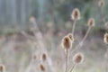 Teasels during Winter Royalty Free Stock Photo