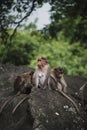 Group of Temple Monkey Family Sitting on Forest Rock. Rhesus Macaque Monkeys