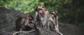 Group of Temple Monkey Family Sitting on Forest Rock. Rhesus Macaque Monkeys