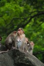 Group of Temple Monkey Family Sitting on Forest Rock. Rhesus Macaque Monkeys