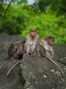 Group of Temple Monkey Family Sitting on Forest Rock. Rhesus Macaque Monkeys