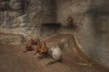 Group of Temple Monkey Family Sitting on Forest Rock. Rhesus Macaque Monkeys