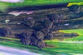 Group of Tent-making Bat (Uroderma bilobatum) roosting in a palm frond, taken in Costa Rica Royalty Free Stock Photo