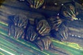 Group of Tent-making Bat (Uroderma bilobatum) roosting in a palm frond, taken in Costa Rica Royalty Free Stock Photo