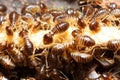 Group of termite Royalty Free Stock Photo