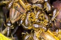Group of termite Royalty Free Stock Photo