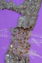 Group of termites workers Royalty Free Stock Photo
