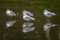 Group of Terns standing on frozen lake surface with mirror image reflections Royalty Free Stock Photo