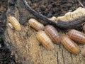 D91 P1010111 pill bugs Armadillidium nasatum peach colour copyright ernie cooper 2019